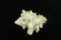 大岩螺藏品圖，第2張